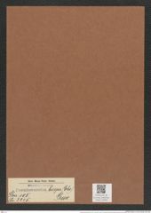 Pseudoeunotia biceps (Ehr.) Grun. (de-Toni-Nr.: Genus 105, Species 3245) Zeichnungen Sammlung Grunow Mappe 03484 (Herbarium_W_Grunow_drawings_Folder_03484)